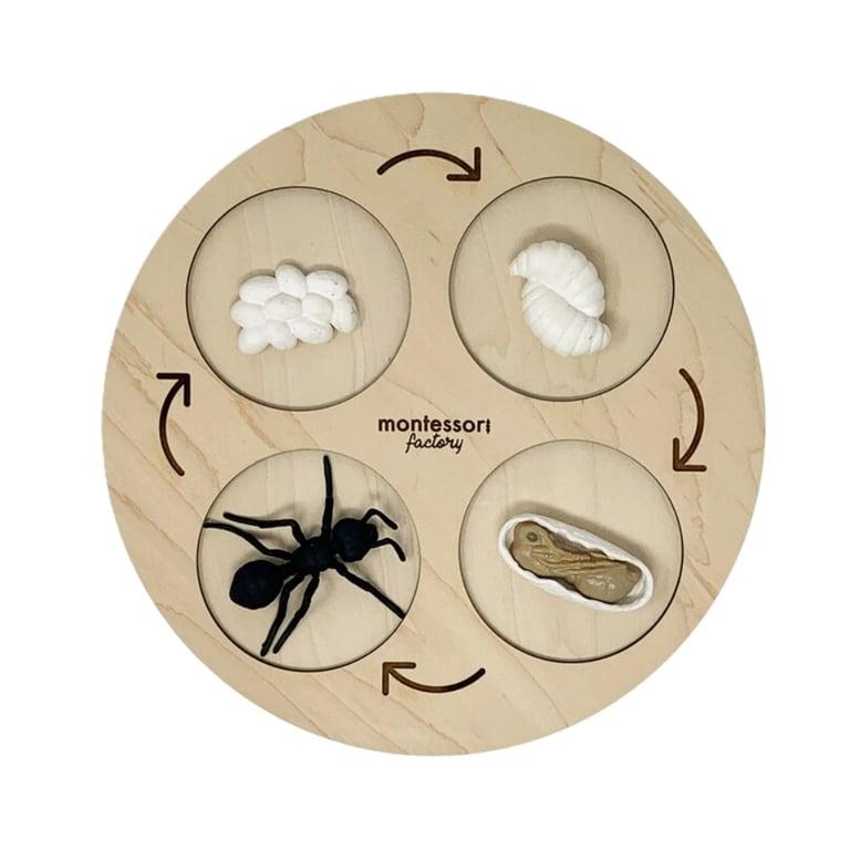 Montessori Montessori Factory Levenscyclus Dienblad 4 Fasen Zwarte Mier